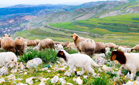 A flock of sheep in the mountains