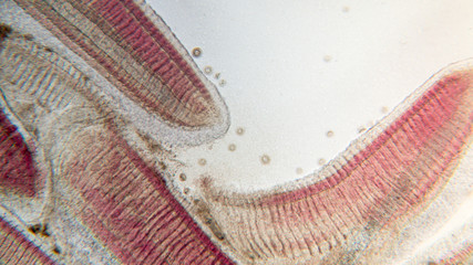 Gills of fish ,protozoa and Trichodina spp. under the microscope.(soft focus and have Grain/Noise )