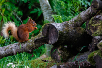Red Squirrel