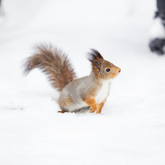 Naklejka na ściany i meble beautiful fluffy squirrel. Squirrel in the snow