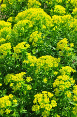 Sumpf-Wolfsmilch (Euphorbia palustris)