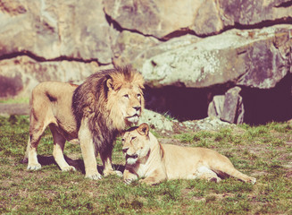 Wild african lion. Vintage effect