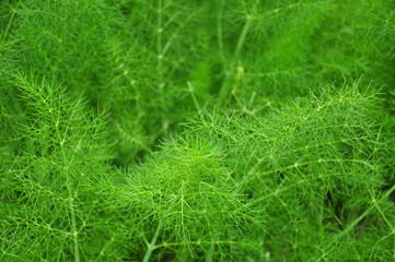 Fenchel (Foeniculum vulgare)