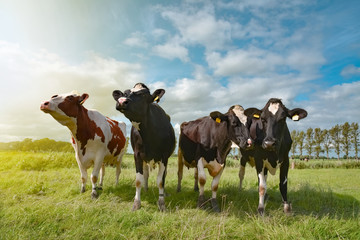 Fototapeta Vier Milchkühe in der Morgensonne auf einer Weide obraz