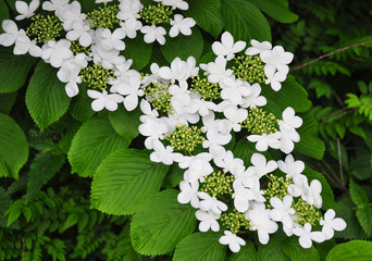 Japanischer Schneeball (Viburnum plicatum)