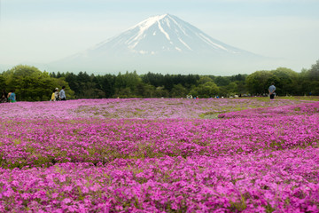 Mt.Fuji with the field of pink moss at Yamanashi, Japan.