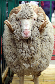 Portrait of white ram (Soviet Merino breed)
