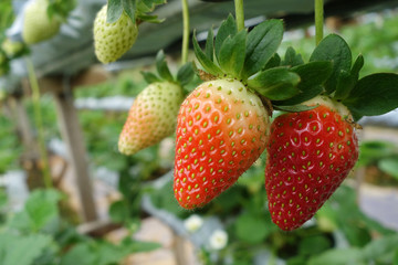 Fresh strawberries that are grown in greenhouses