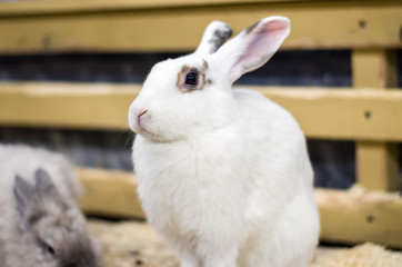 Cute white rabbit is sitting on wooden bachground
