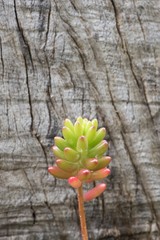 Energetic and succulent plant