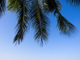 Fototapeta na wymiar Coconut leaves on blue sky background