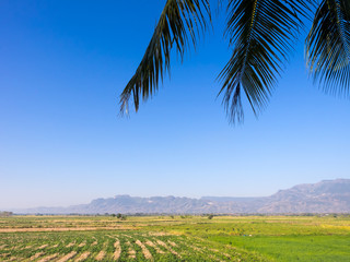 Countryside field and blue sky scenery with coconut leaves foreg