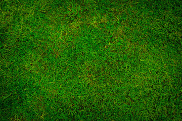 green grass background