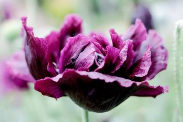 Fototapeta premium Black peony poppy (Papaver somniferum) flower closeup in full bloom and a rich burgundy wine color