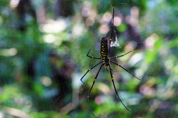 Big spider on the web waiting for prey