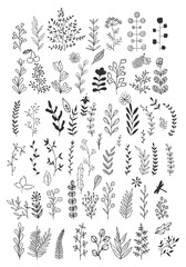 Hand drawn pencil flowers, leaves, herbs and branches. Big botanic collection. Vector. Isolated.