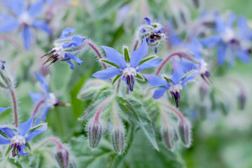 Borage, or starflower, annual herb in the flowering plant family Boraginaceae in delicate blue periwinkle color