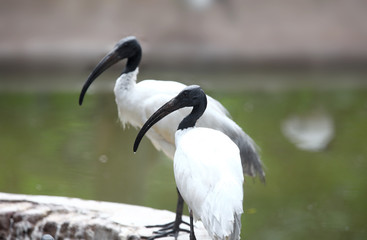Black necked storks found in India