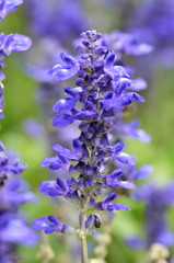 Blooming blue bugleweeds Ajuga