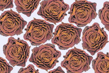 dried rose flower head isolated on white background