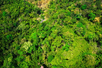 aerial view of the forest