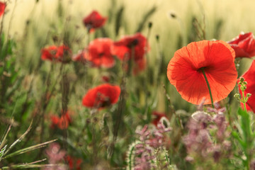 SPRINGTIME.Between Apulia and Basilicata. Backlit poppies in a field with cornfield unripe. Italy....