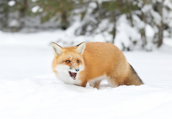Naklejka na ściany i meble A Red fox (Vulpes vulpes) with a bushy tail isolated against a white background walking in the winter snow in Algonquin Park, Canada