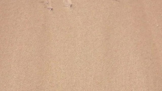 Ebb and Flow on the Caribbean Beach