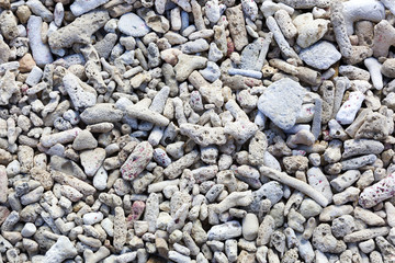 Washed up coral background