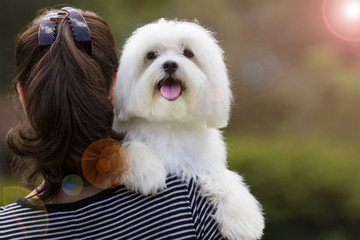 Dog and his owner / Brunette woman holding white maltese dog on her shoulder 