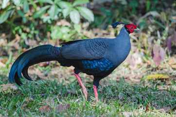 Siamese fireback or Diard's fireback