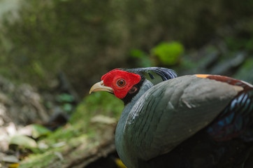 Siamese fireback or Diard's fireback