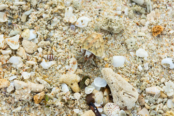 Hermit crab on the beach
