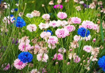 Fototapeta premium Blumenwiese