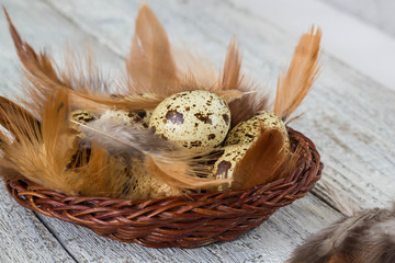 Naklejka na ściany i meble quail eggs in a nest of hay on white background