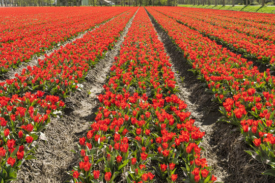 Plantation of tulips. Dutch selection. Dutch tulips. Tulips in Holland. Tulips fields in the Netherlands. Red tulips. Flower carpet. Flower field. Many flowers. Sea of flowers. 