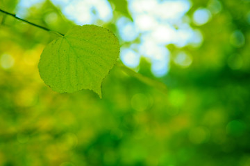 Spring background with green leaf,