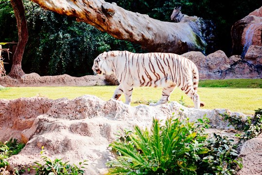 White bengal tiger resting