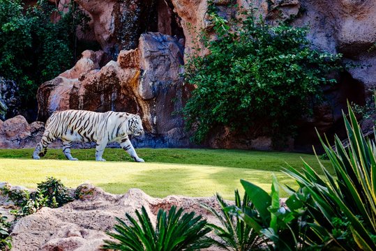 White bengal tiger resting