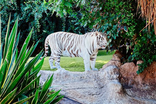 White bengal tiger resting