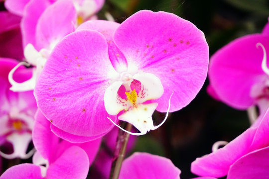 hybrid Orchid flower bloom with soft focus and blur background
