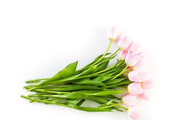 Fototapeta premium Pink tulips