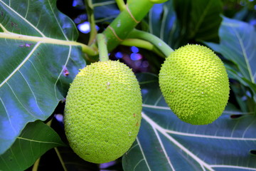 Travel to Bangkok, Thailand. The ripe jackfruit on the tree.