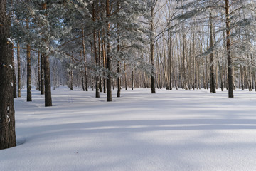 Beautiful Winter Forest or Park in Snow