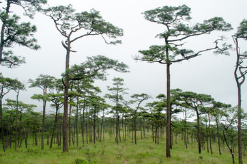 Pine Forest on Background High Mountains.