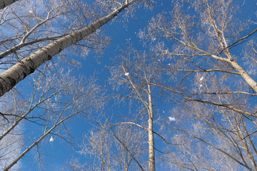 Winter Photo of Blue Sky Surrounded by the Treetops