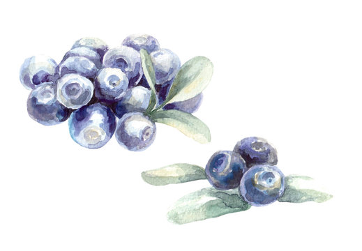Hand painted watercolor blueberry