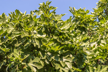 Green crown with immature fruit of the fig tree