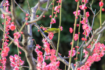 梅とメジロ