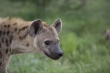 Tuinposter Portret van vrij rondlopende Afrikaanse gevlekte hyena © Pedro Bigeriego